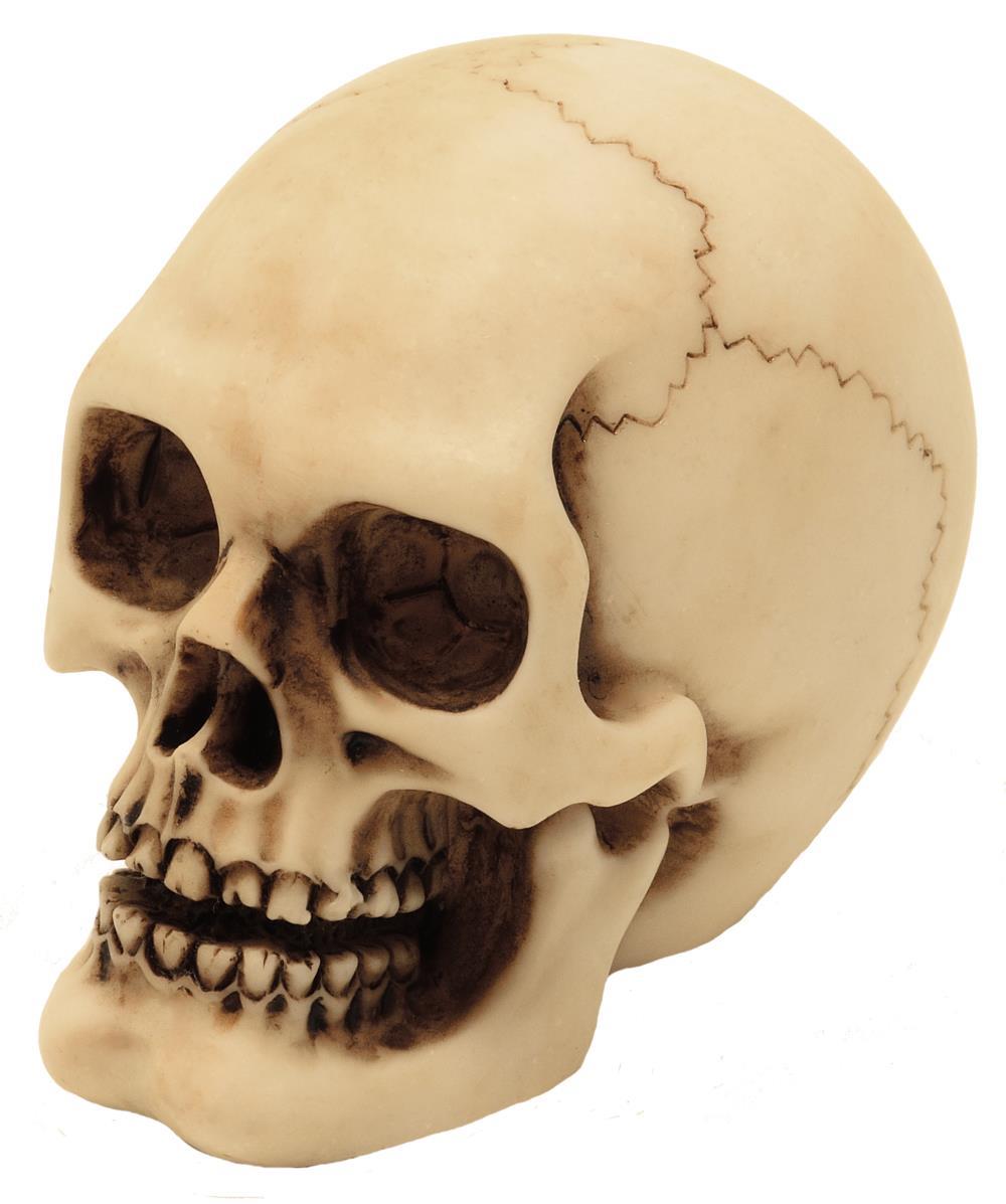 Skull Figurine Model Decoration Halloween Gadget Gift - MC-30683