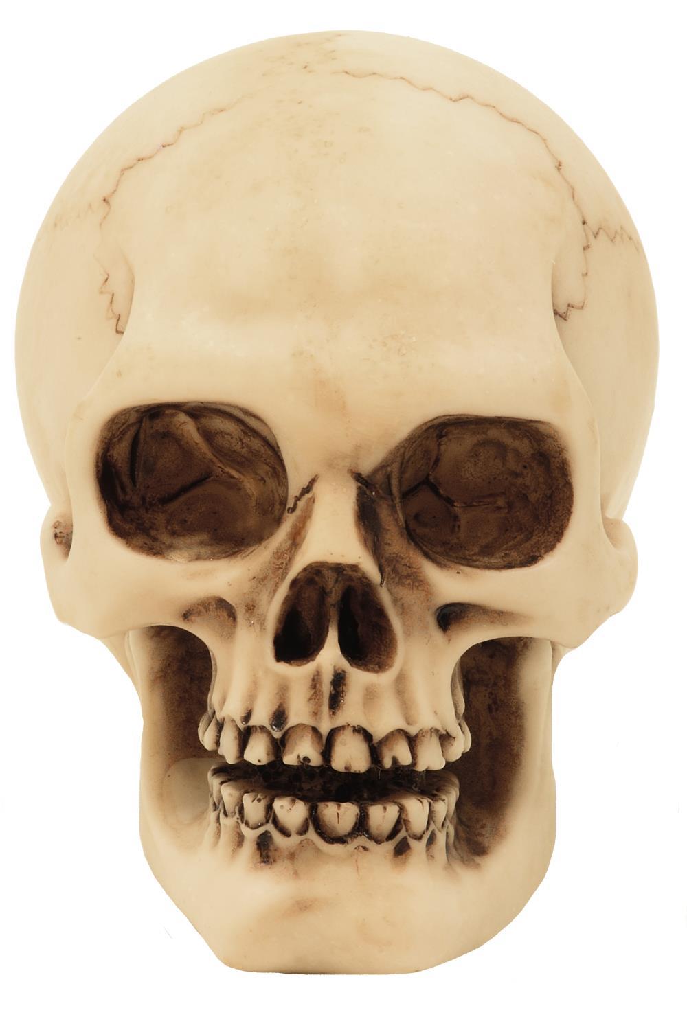 Lebka figurka model dekorace Halloween gadget dárek - MC-30683