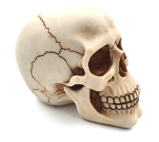 Dekorativní figurka lebka 15 cm - MC-30685