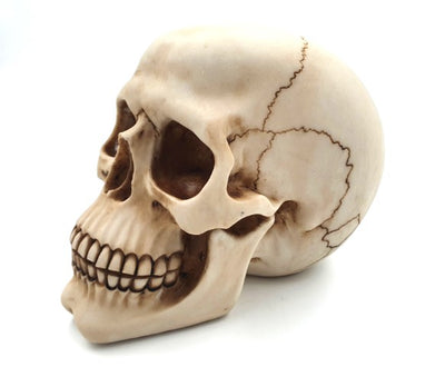 Dekorativní figurka lebka 15 cm - MC-30685